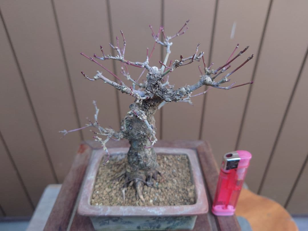 盆栽　荒皮もみじ　樹高14cm