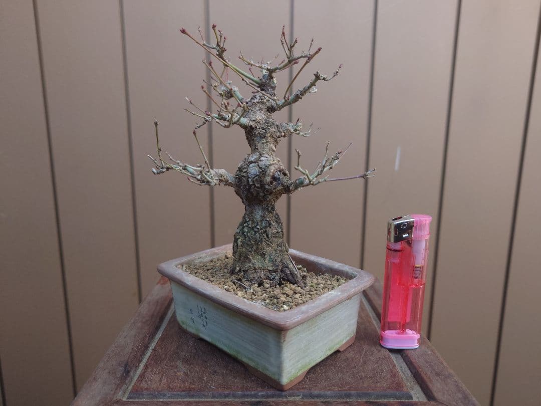 盆栽　荒皮もみじ　樹高14cm