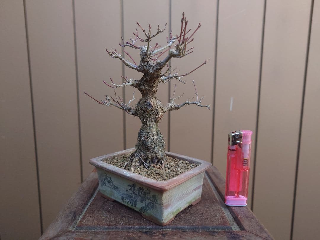 盆栽　荒皮もみじ　樹高14cm