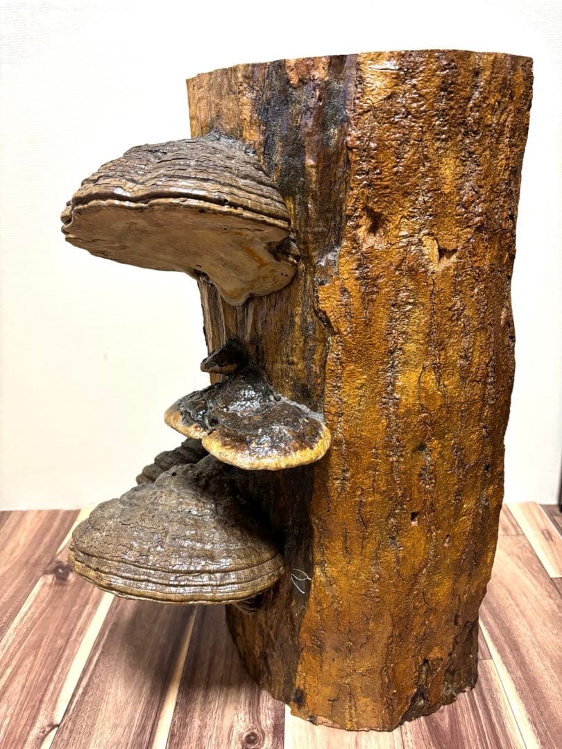 天然木 サルノコシカケ風 オブジェ 置物 大型 木製キノコ インテリア