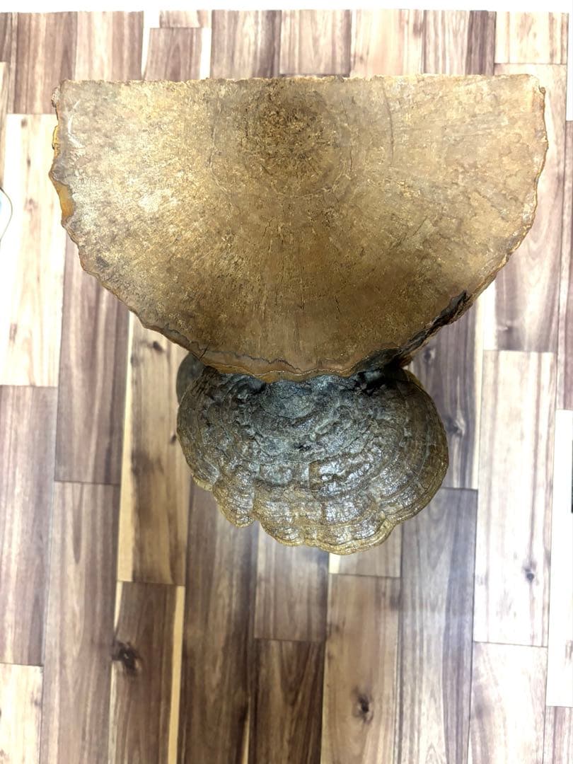 天然木 サルノコシカケ風 オブジェ 置物 大型 木製キノコ インテリア