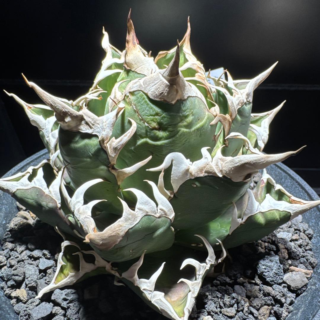 【tomu 】アガベ　チタノタ　レッドキャットウィーズル 白鯨　黒鯨　金剛