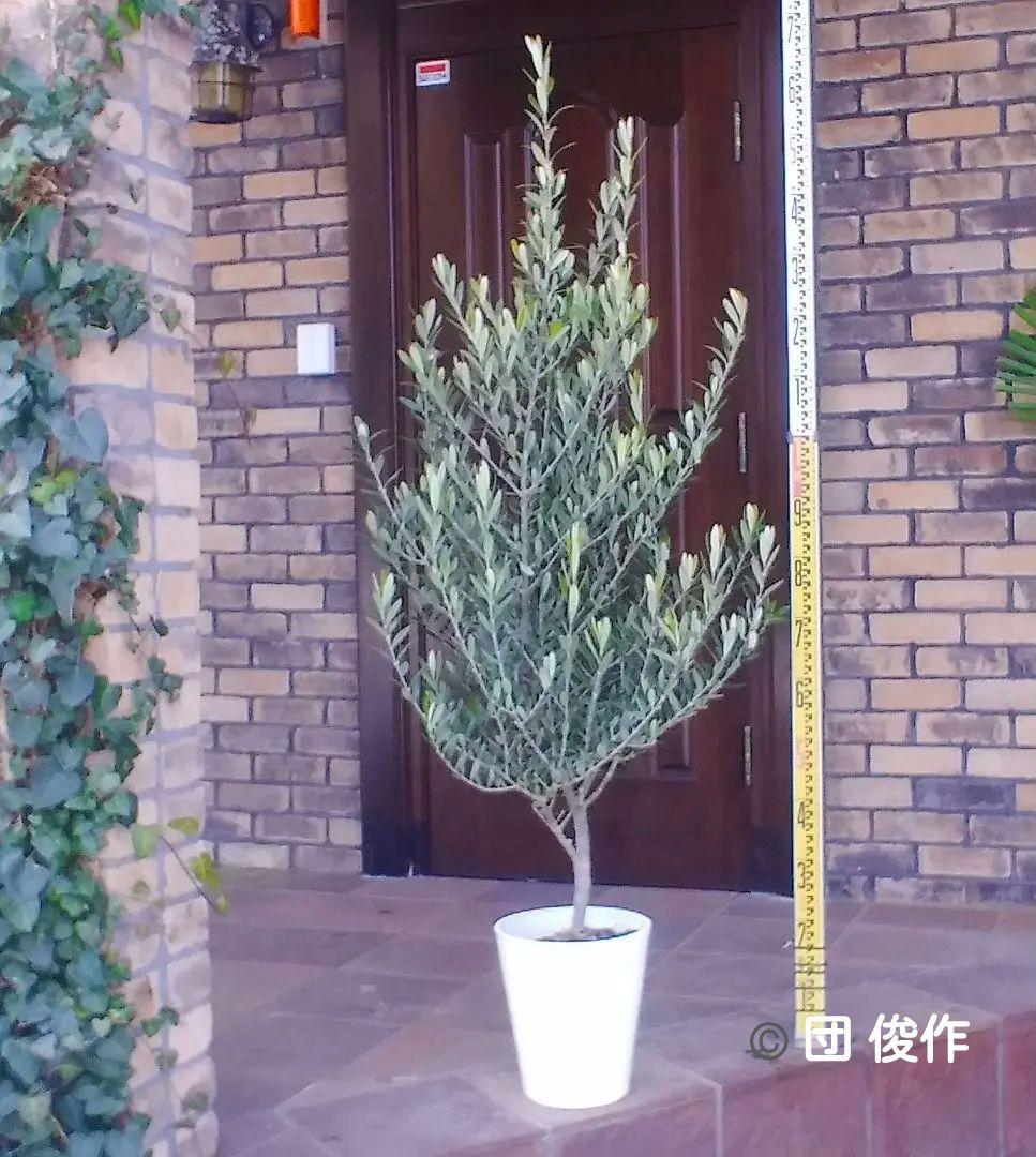 オリーブの木 シプレッシーノ 160cm❗ 整った樹形 綺麗な葉色 大型8号