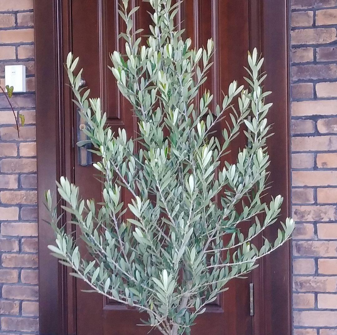 オリーブの木 シプレッシーノ 160cm❗ 整った樹形 綺麗な葉色 大型8号