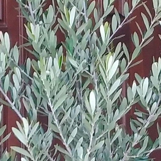 オリーブの木 シプレッシーノ 160cm❗ 整った樹形 綺麗な葉色 大型8号