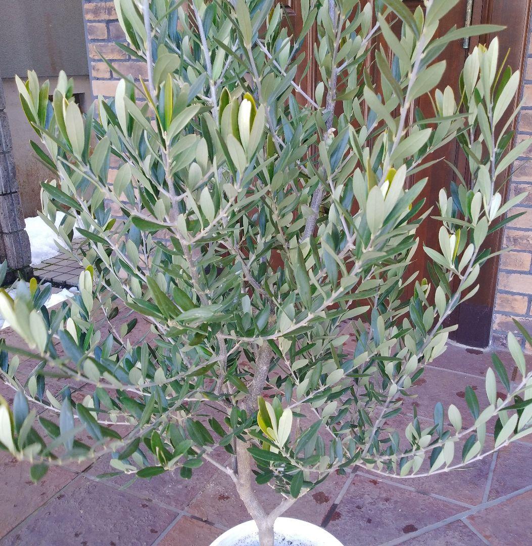 オリーブの木 シプレッシーノ 160cm❗ 整った樹形 綺麗な葉色 大型8号