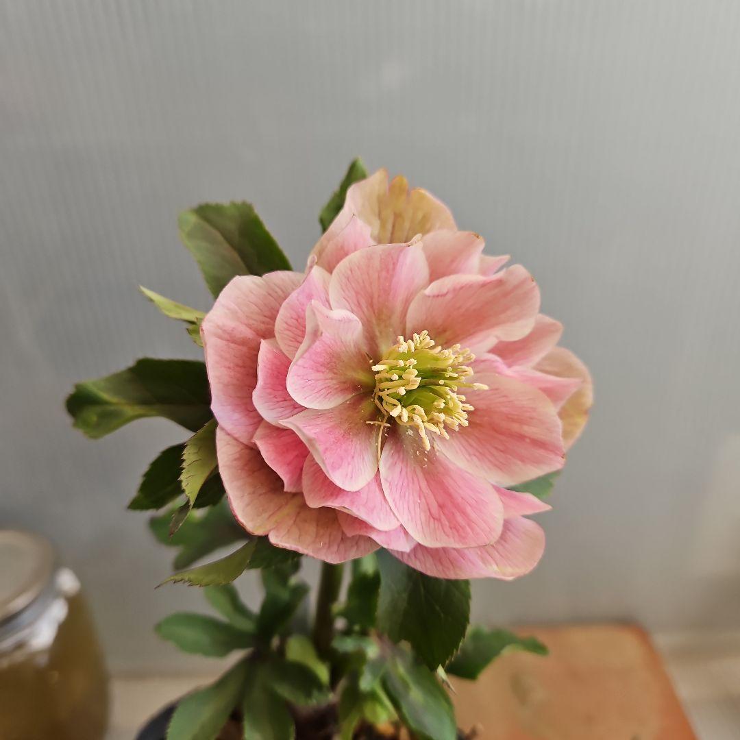 蒼ララ様ご購入苗㉖-365クリスマスローズ