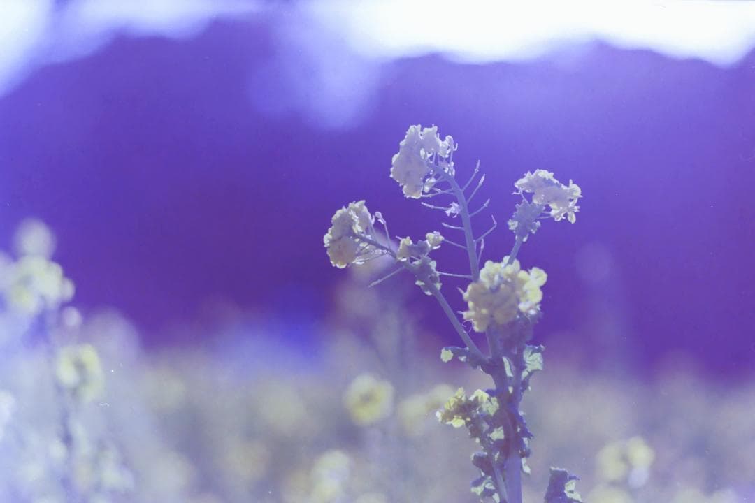 ファインダーレスM4！Leica MDa オールドカメラ フィルムカメラ