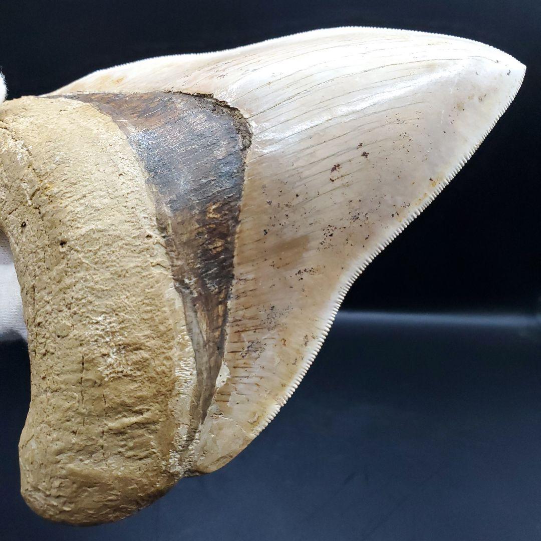 極上 メガロドン 歯 化石 本物 インドネシア 136.29mm mg17