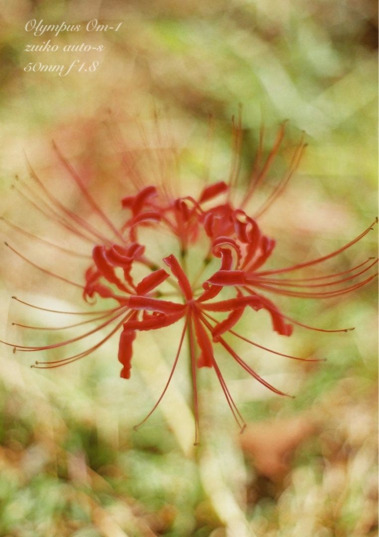 ★超美品＊完動品★OLYMPUS OM-1★初期保証★作例多数！