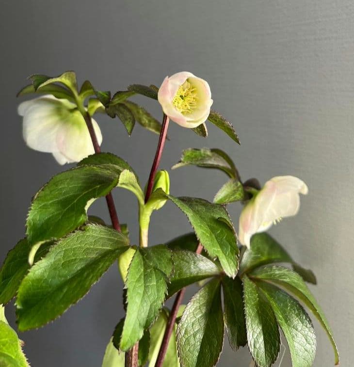 ロ*ズ様 クリスマスローズ　大木　ナーセリーさん　ポーセリンhyb