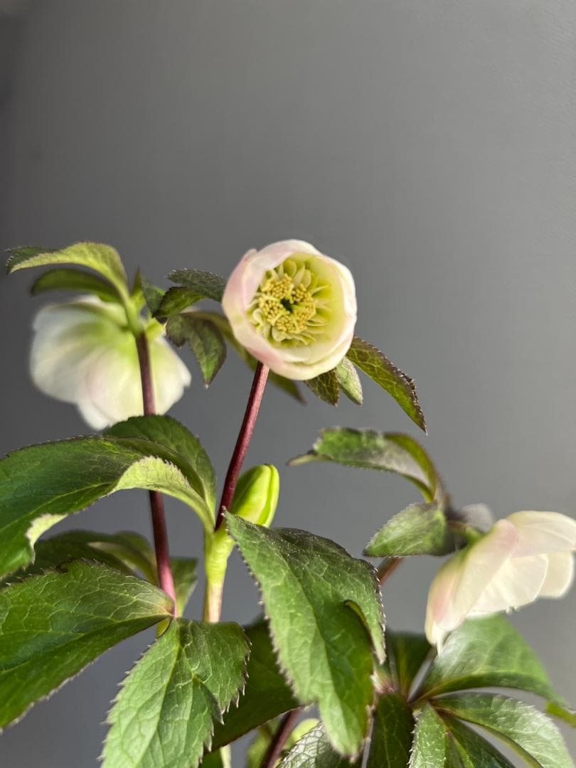 ロ*ズ様 クリスマスローズ　大木　ナーセリーさん　ポーセリンhyb