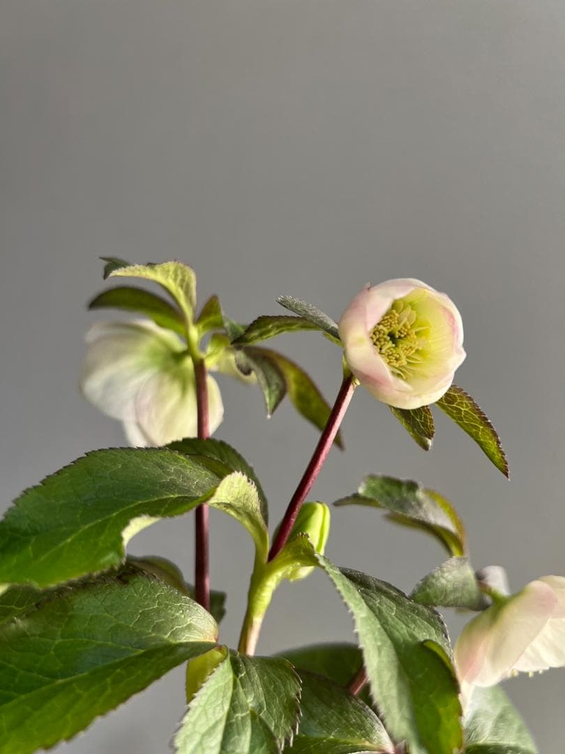 ロ*ズ様 クリスマスローズ　大木　ナーセリーさん　ポーセリンhyb