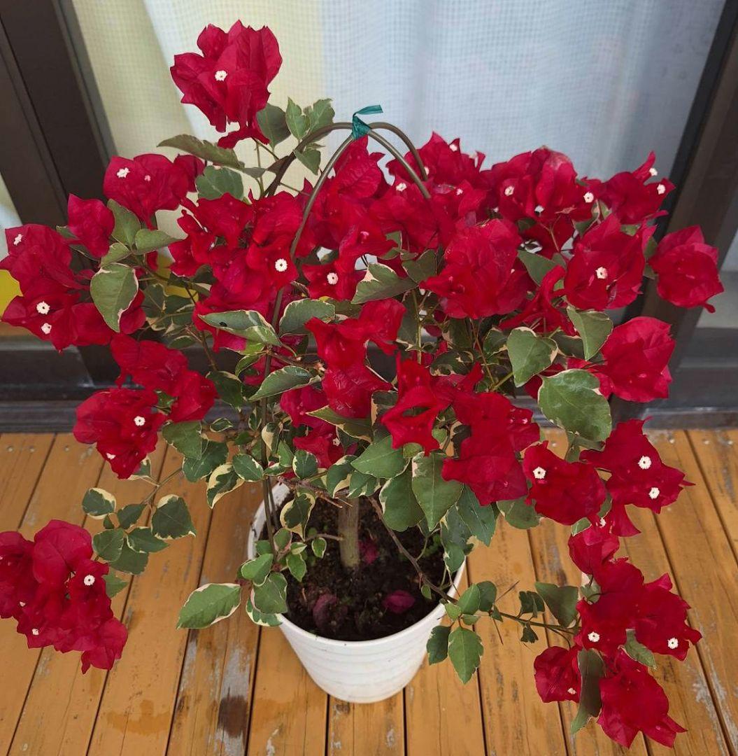 ブーゲンビリア斑入り希少 No51 らくらくメルカリ便発送‼️