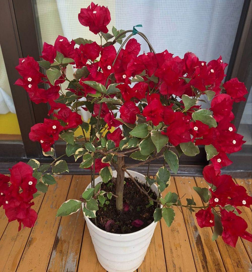 ブーゲンビリア斑入り希少 No51 らくらくメルカリ便発送‼️