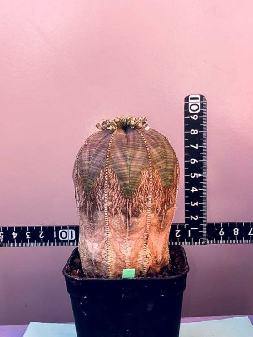 《3号G》ユーフォルビア　オールド　オベサ　雄株