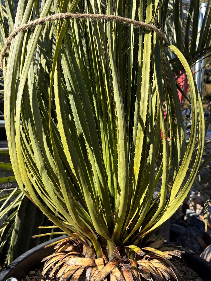 耐寒性ダシリリオン大苗ミキワネンシス◇ドライガーデン多肉サボテン　アガベ　ユッカ