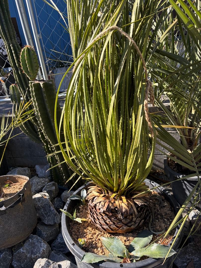 耐寒性ダシリリオン大苗ミキワネンシス◇ドライガーデン多肉サボテン　アガベ　ユッカ