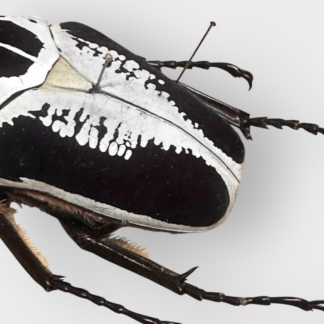 桐箱入り　ゴライアス　レギウス オオツノハナムグリ　 雄　オス　標本　　コンゴ産