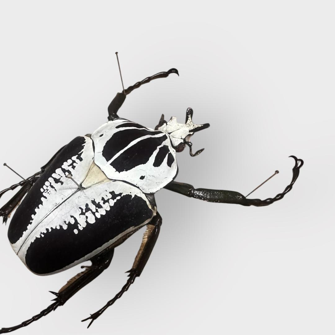 桐箱入り　ゴライアス　レギウス オオツノハナムグリ　 雄　オス　標本　　コンゴ産