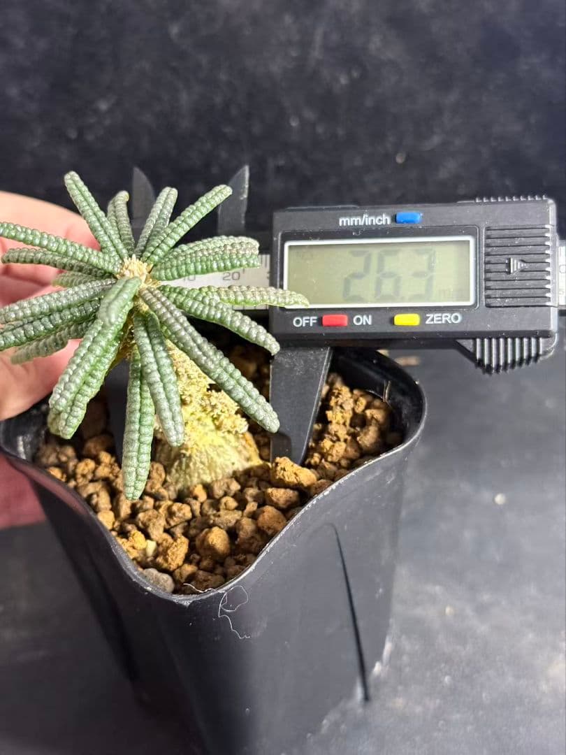 t*e様 ドルステニア・ギガス ブルラタタイプ 実生株｜発根済み 鉢植え発送 Z