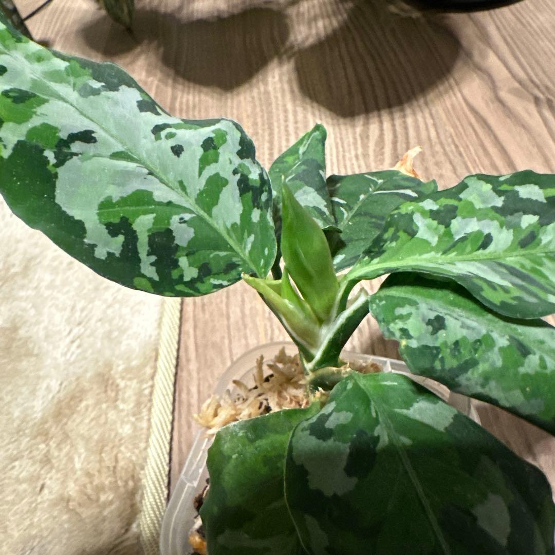 アグラオネマ　ピクタム　アンダマン　蕾つき