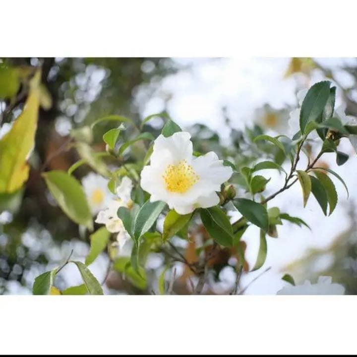 25mm F1.8 MF 単焦点レンズ！SONY Eマウント対応！ブラック！美品