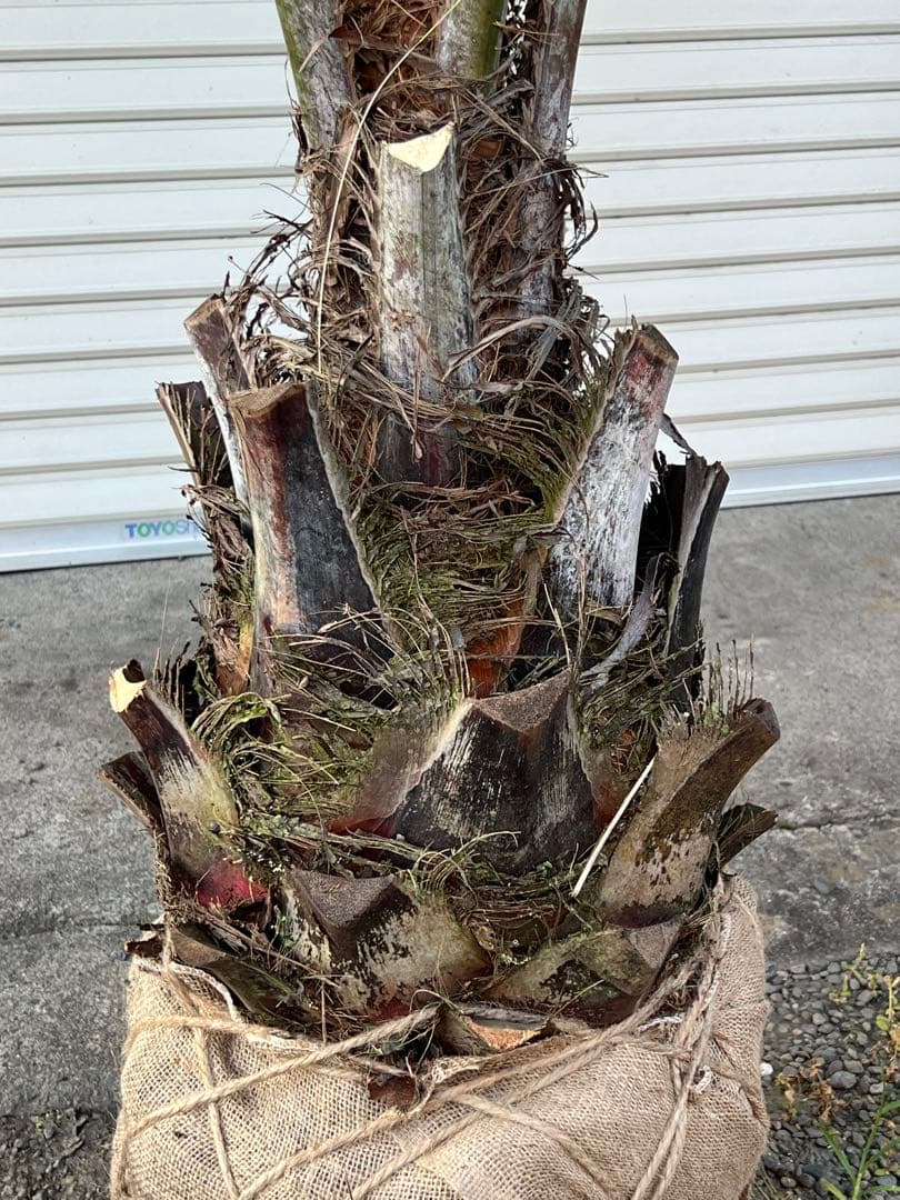 ココスヤシ　極上シルバーリーフ　ヤシの木　ドライガーデン　送料込み価格