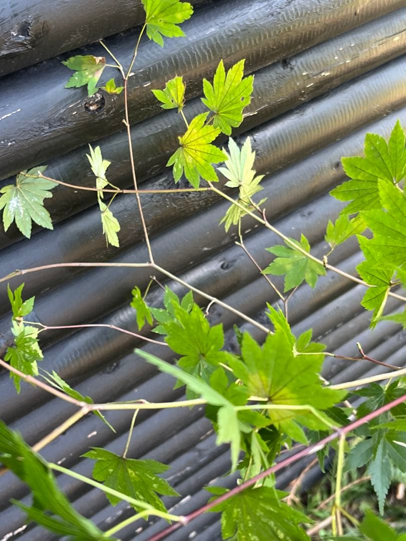 山採り天然　コハウチワカエデ　イロハモミジ　2種混合株