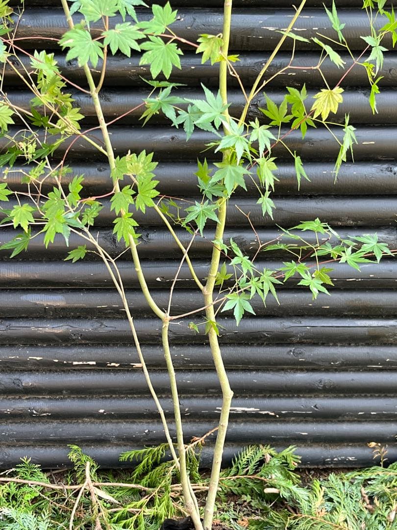 山採り天然　コハウチワカエデ　イロハモミジ　2種混合株