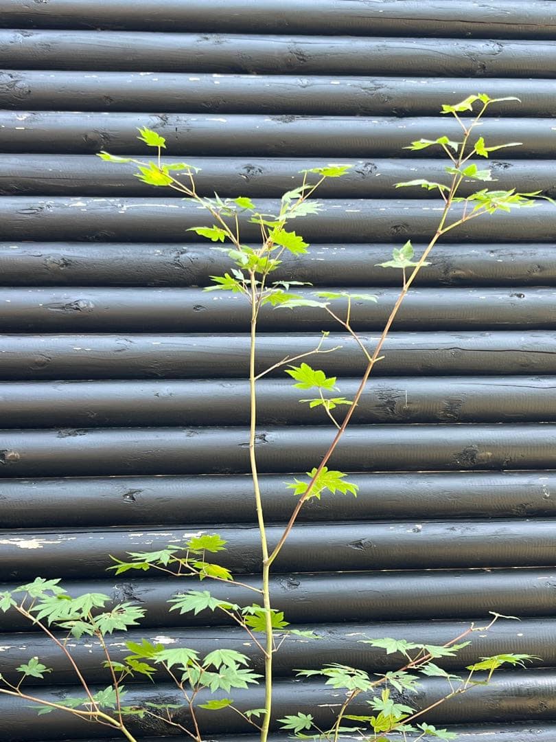 山採り天然　コハウチワカエデ　イロハモミジ　2種混合株