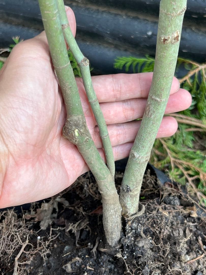 山採り天然　コハウチワカエデ　イロハモミジ　2種混合株