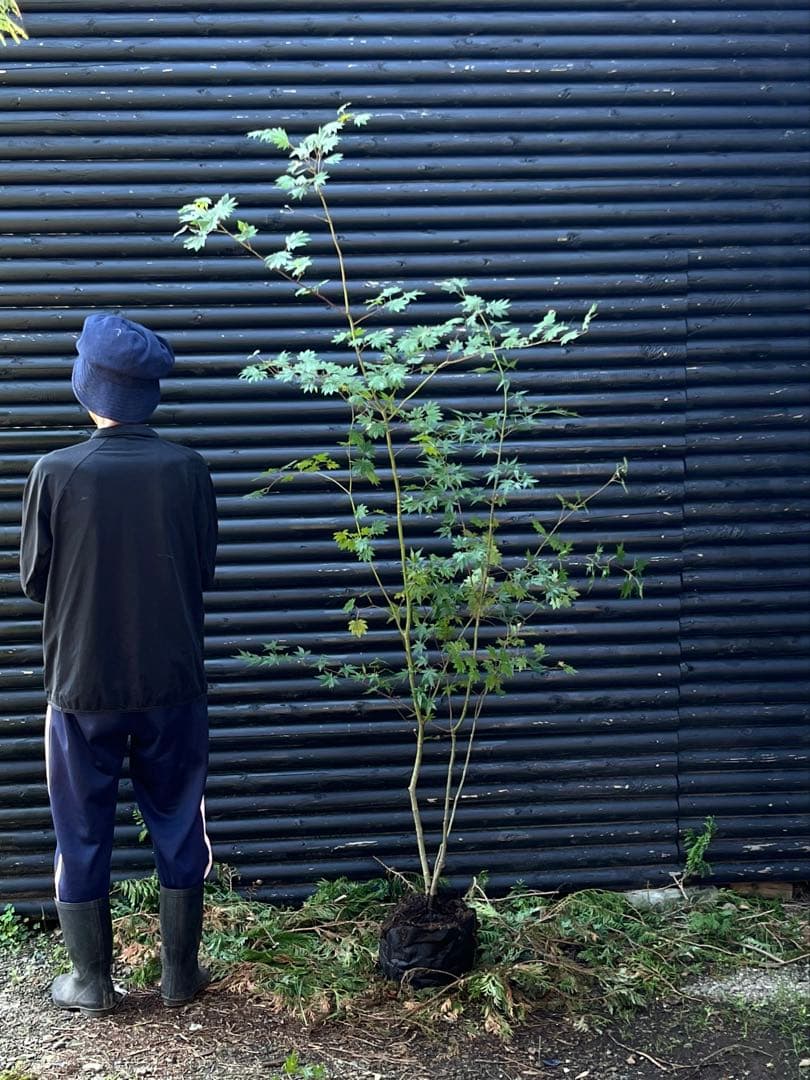 山採り天然　コハウチワカエデ　イロハモミジ　2種混合株