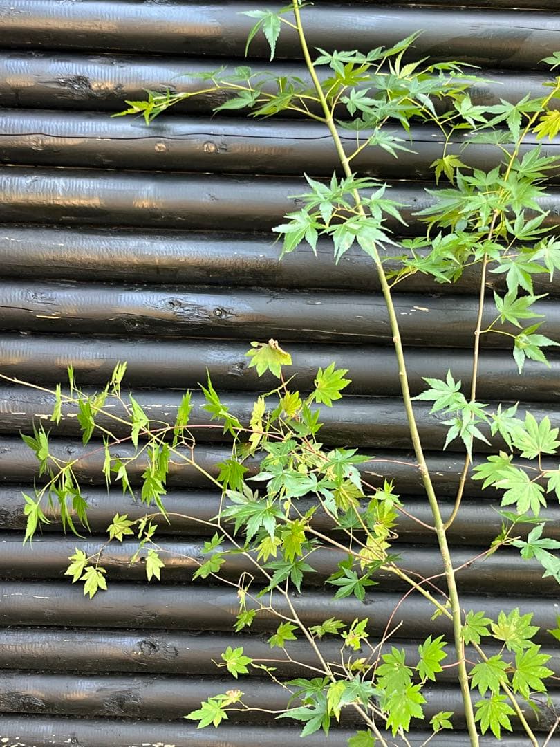 山採り天然　コハウチワカエデ　イロハモミジ　2種混合株