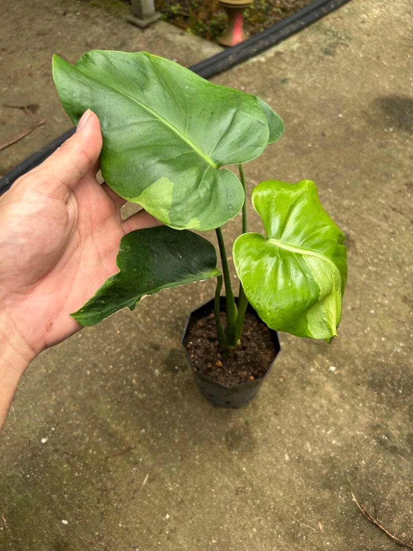 モンステラ　デリシオサ　グリーンモンスター