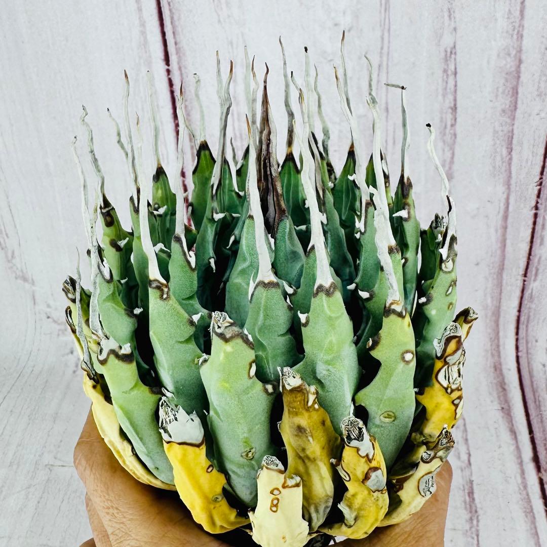 719 アガベ ユタエンシス エボリスピナ 強刺 陽炎