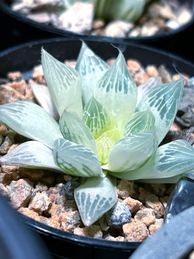 ハオルチア　『白蛇伝』 発根活着済み