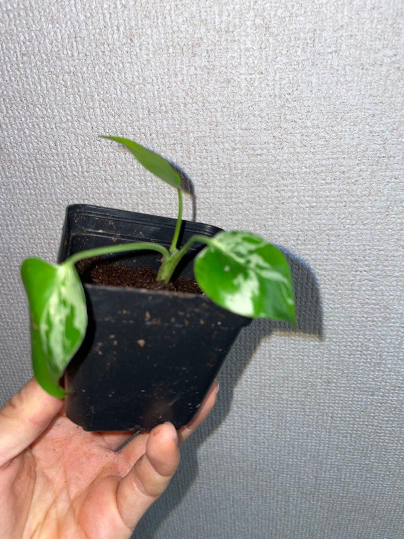 m*o様 モンステラ　デリシオーサ　バルバソー