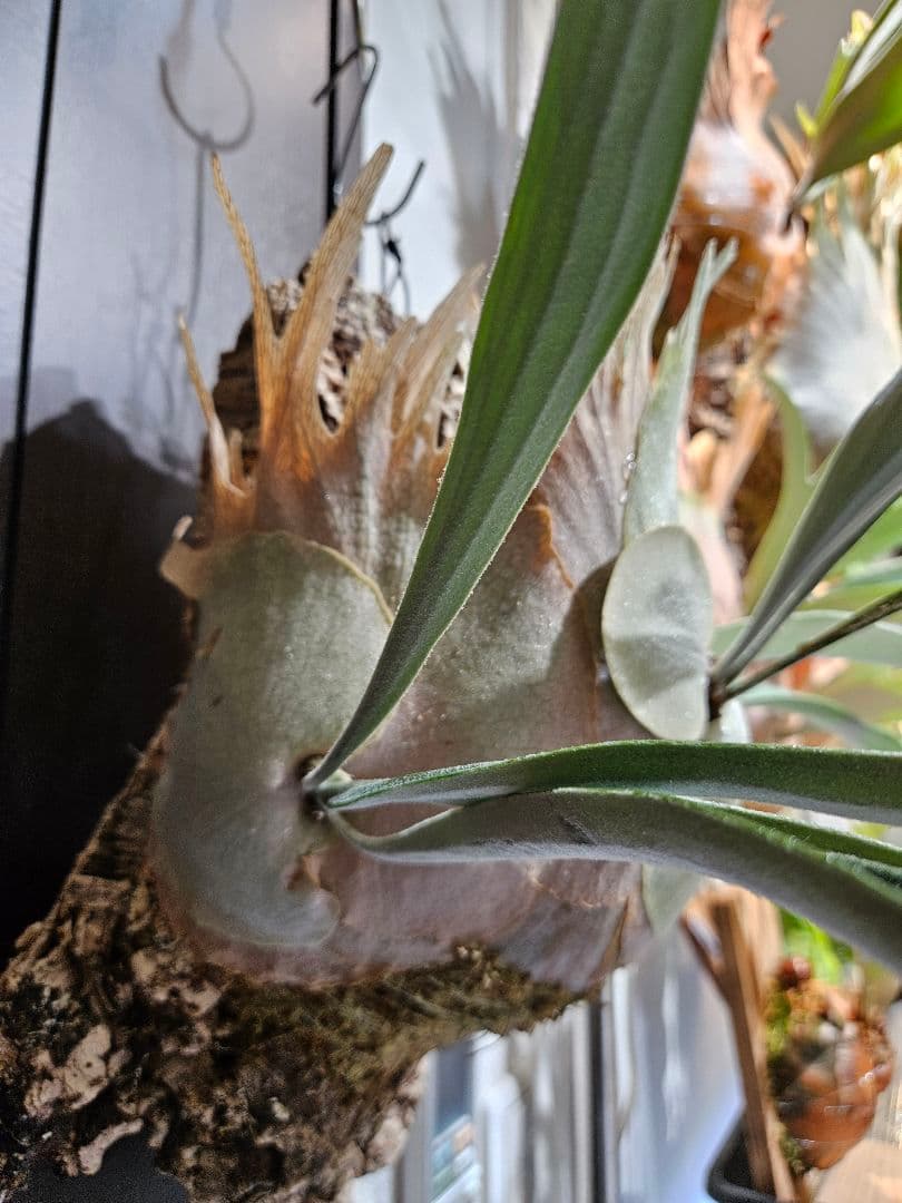 ビカクシダ P.veitchii limited species 3 edition