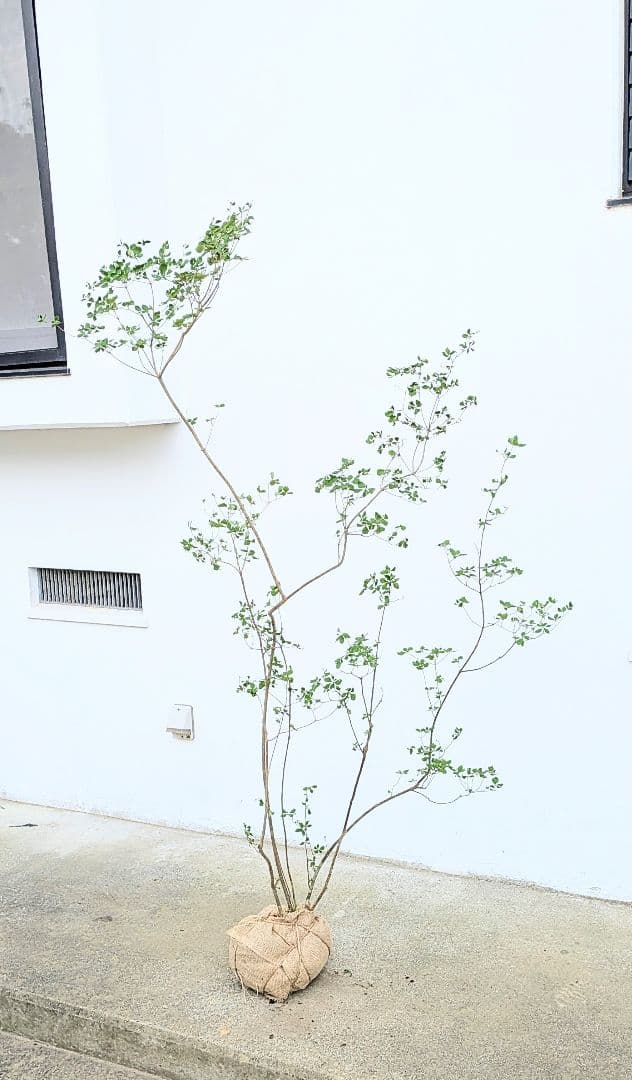 絶品。山採りドウダンツツジ。