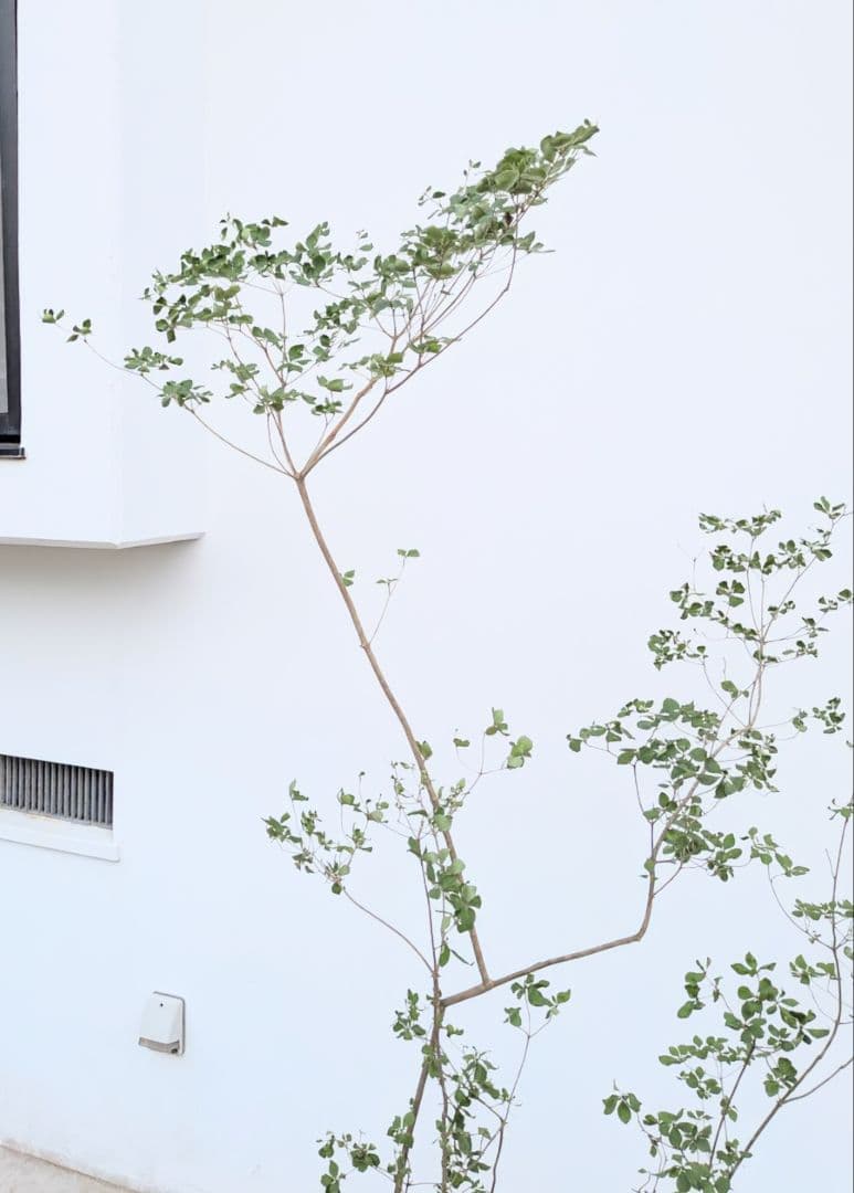 絶品。山採りドウダンツツジ。