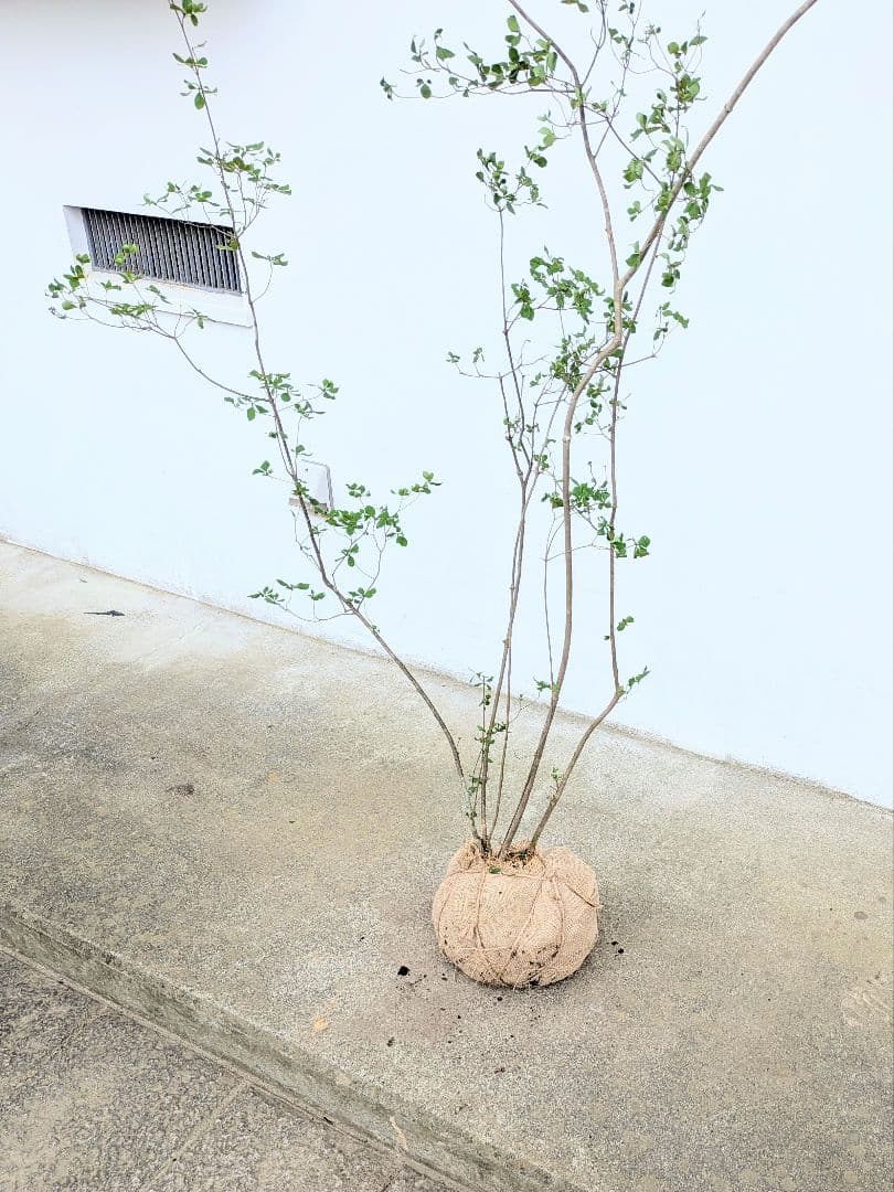 絶品。山採りドウダンツツジ。