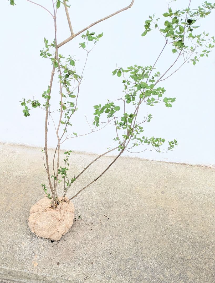 絶品。山採りドウダンツツジ。