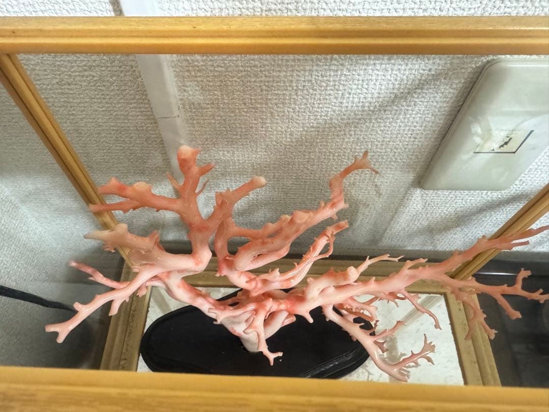 珊瑚　置物