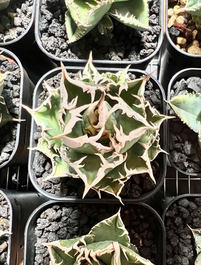 CJ-Special 子株 なかの商店産