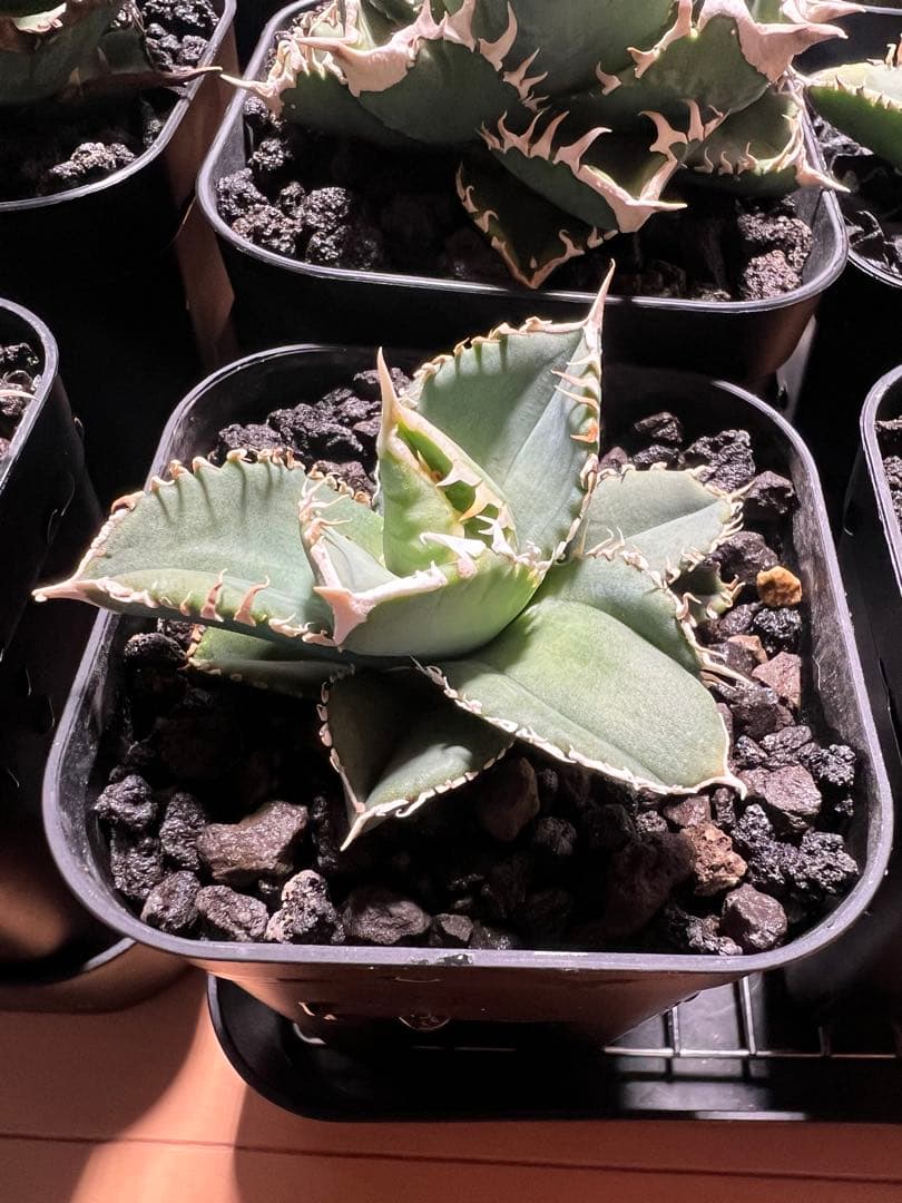 CJ-Special 子株 なかの商店産