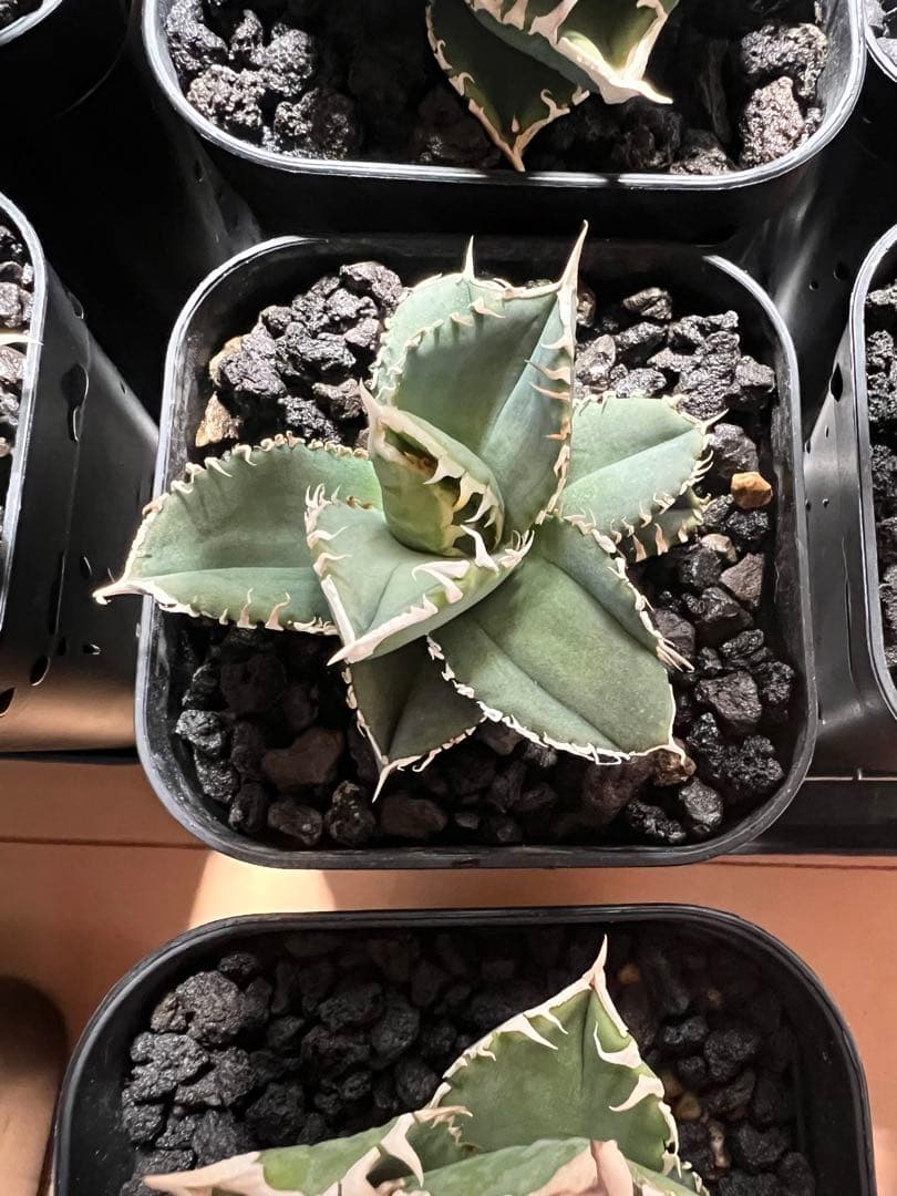 CJ-Special 子株 なかの商店産