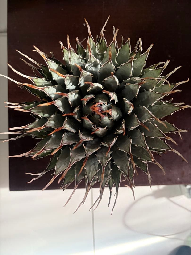 耐寒性アガベ エボリスピナ陽炎◇大株ユタエンシス　ドライガーデン多肉サボテン島