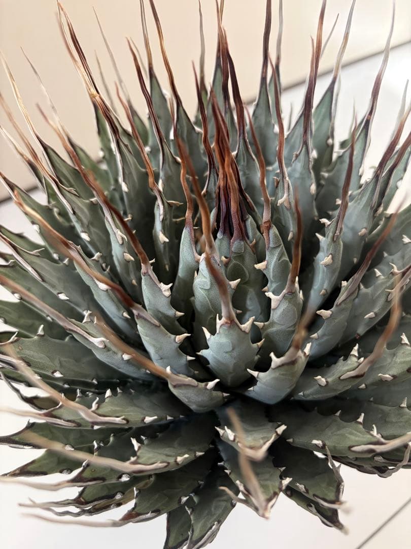 耐寒性アガベ エボリスピナ陽炎◇大株ユタエンシス　ドライガーデン多肉サボテン島