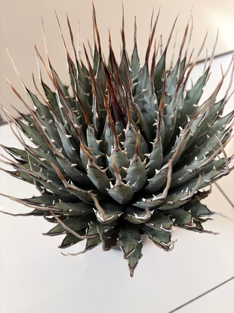 耐寒性アガベ エボリスピナ陽炎◇大株ユタエンシス　ドライガーデン多肉サボテン島